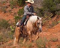 show-quarter-horse