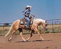 trail-quarter-horse