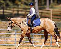 husband-safe-quarter-horse