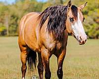 jumping-quarter-horse