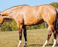 performance-quarter-horse