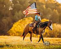 ridden-english-quarter-horse