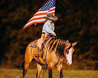 ridden-western-quarter-horse