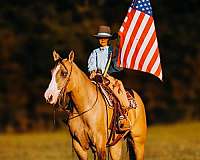 show-quarter-horse