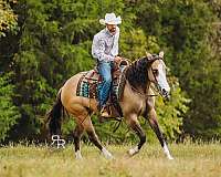 trail-quarter-horse