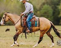 working-cattle-quarter-horse