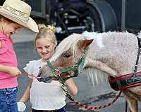 companion-pony