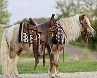 trail-pony
