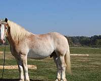 all-around-belgian-horse