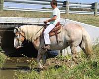roan-show-hack-horse