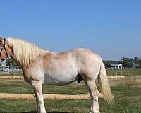athletic-belgian-horse