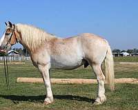 beginner-belgian-horse