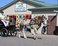 cross-belgian-horse