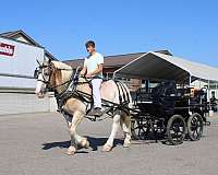 draft-belgian-horse