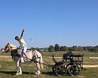 driving-belgian-horse