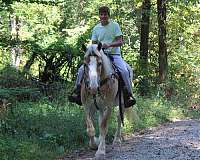 flashy-belgian-horse