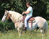 husband-safe-belgian-horse