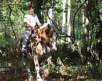 kid-safe-belgian-horse