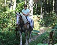 parade-belgian-horse