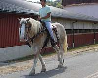 show-belgian-horse