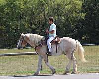 team-driving-belgian-horse