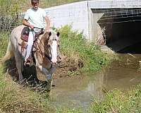 trail-belgian-horse