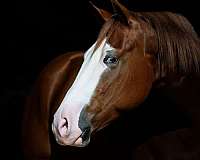 calf-roping-quarter-horse