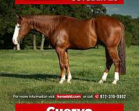 all-around-quarter-horse