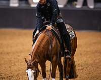 athletic-quarter-horse