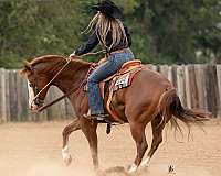 husband-safe-quarter-horse