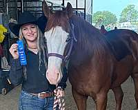 performance-quarter-horse