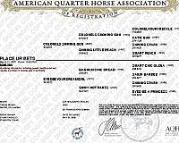 ranch-quarter-horse