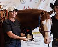 reining-quarter-horse