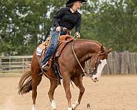 roping-quarter-horse