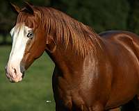 ranch-versatility-quarter-horse