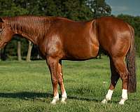 ranch-work-quarter-horse