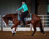 show-hack-quarter-horse