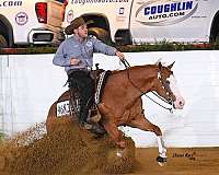 trail-riding-quarter-horse