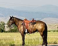 athletic-draft-horse