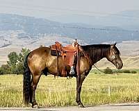 cross-draft-horse