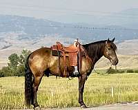draft-horse