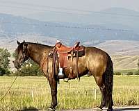 flashy-draft-horse