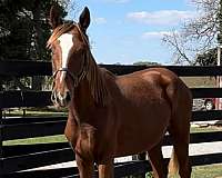 dressage-oldenburg-horse