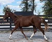 eventing-oldenburg-horse