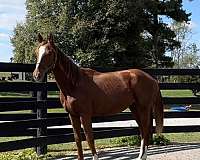 liver-chestnut-oldna-colt