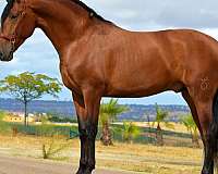 andalusian-horse