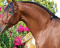 bay-andalusian-horse