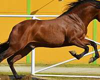 stallion-andalusian-horse