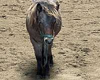 7-hand-red-roan-horse