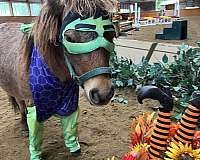 lesson-therapy-appaloosa-horse